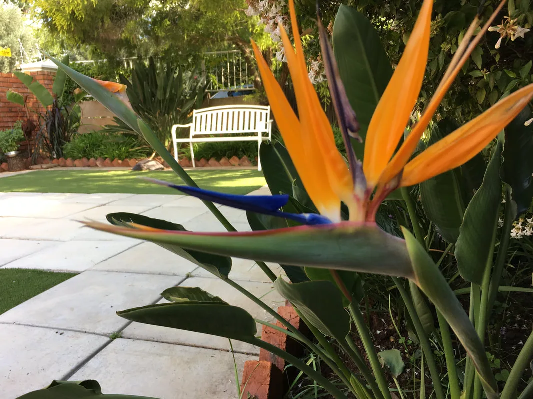 Bird of Paradise at the Solomon Edwardian Guest House