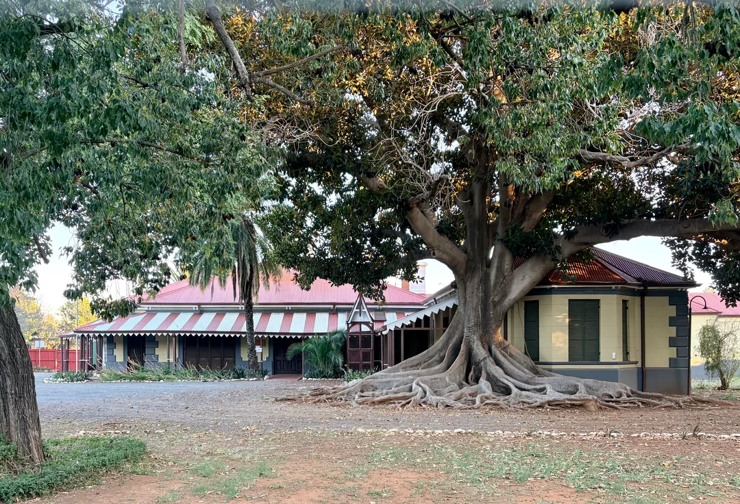 Magnificent roots of a mature tree lay guard over Rudd House